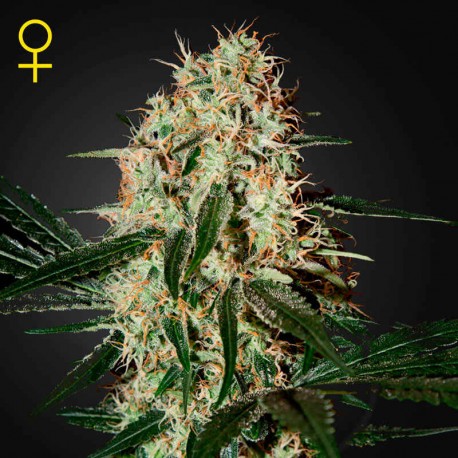 Arjan´s Haze 3 · Green House