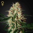 Arjan´s Haze 3