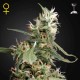 Arjan´s Ultra Haze 1 · Green House