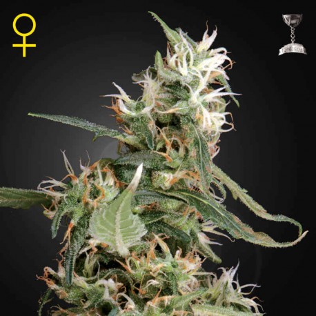 Arjan´s Ultra Haze 1 · Green House