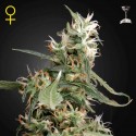 Arjan´s Ultra Haze 1