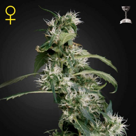 Arjan´s Ultra Haze 2 · Green House