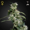Arjan´s Ultra Haze 2