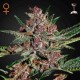 Bubba Kush Fem · Green House