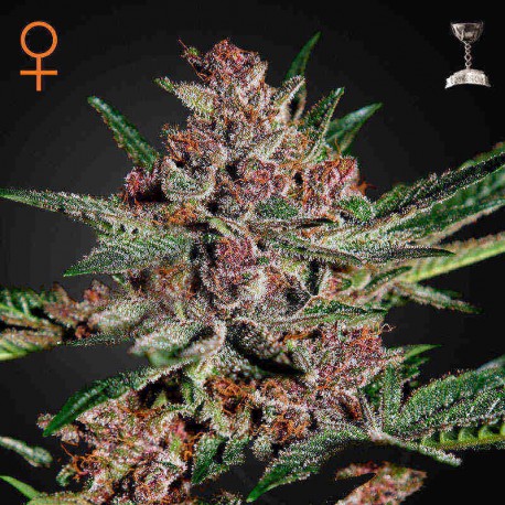 Bubba Kush Fem · Green House