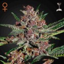 Bubba Kush Fem