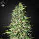 Diamond Girl · Green House