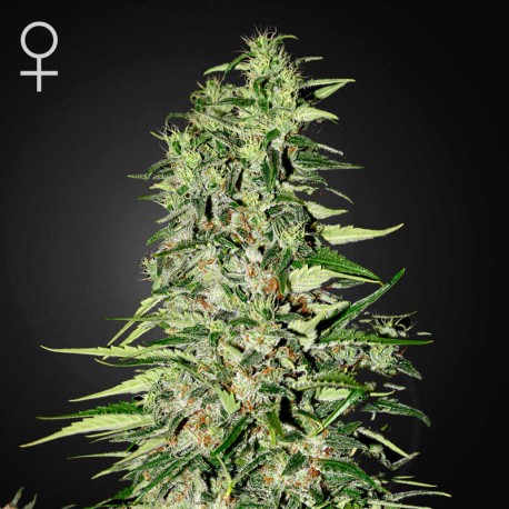 Diamond Girl · Green House