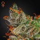 King´s Kush · Green House