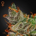 King´s Kush