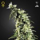 Hawaiian Snow · Green House