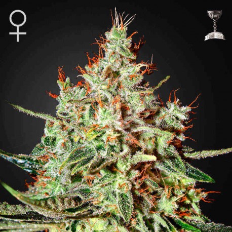K Train · Green House