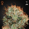 Kaia Kush