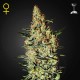 Neville´s Haze | Green House