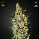 Neville´s Haze