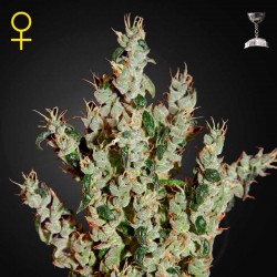 NL5 Haze Mist | Green House