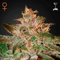 Pure Kush | Green House