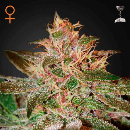 Pure Kush | Green House