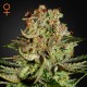 Super Critical · Green House