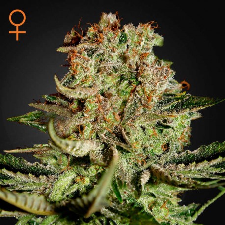 Super Critical · Green House