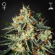 Cheese Fem · Green House
