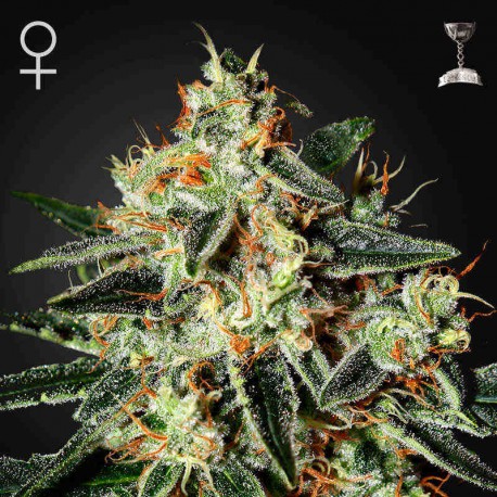 Cheese Fem · Green House