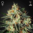 Cheese Fem