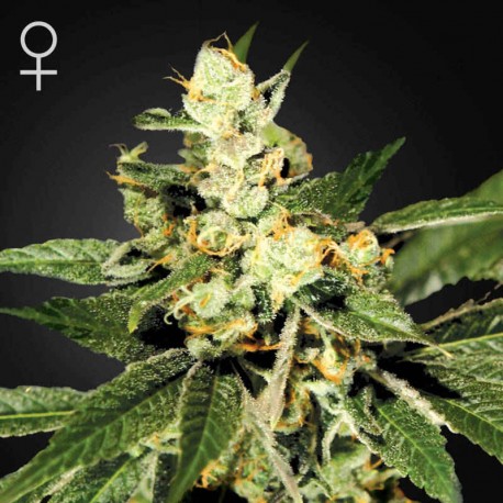 TrainWreck · Green House