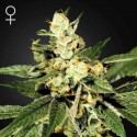 TrainWreck