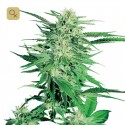 Big Bud