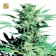 Shiva Skunk · Sensi Seeds