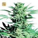 Shiva Skunk