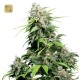 California Índica Regular · Sensi Seeds
