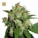 Sensi Skunk · Sensi Seeds