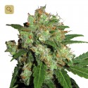 Sensi Skunk