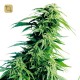 Hindu Kush Regular · Sensi Seeds