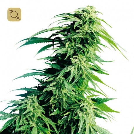 Hindu Kush Regular · Sensi Seeds