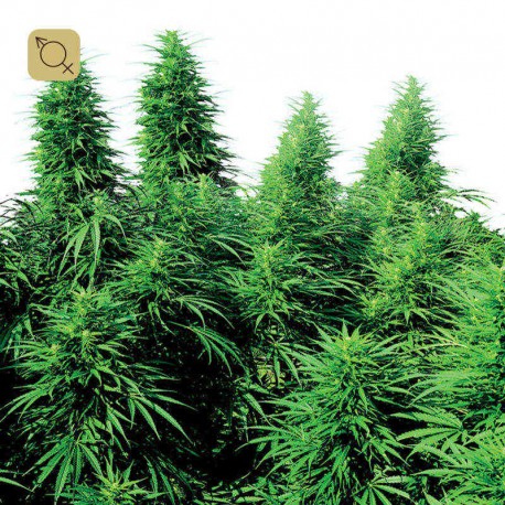 Rudelaris Skunk Regular · Sensi Seeds