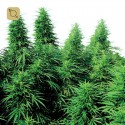 Rudelaris Skunk Regular