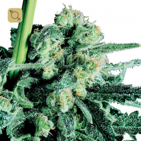 Sensi Skunk Regular · Sensi Seeds