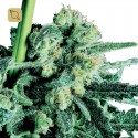 Sensi Skunk Regular