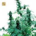 Early Skunk
