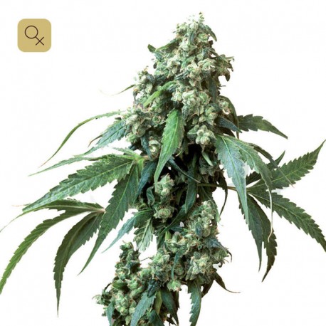 Jack Flash #5 · Sensi Seeds