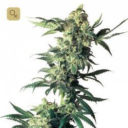 Northern Lights · Sensi Seeds