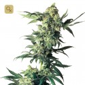 Northern Lights