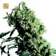 Northern Lights N5 x Haze · Sensi Seeds