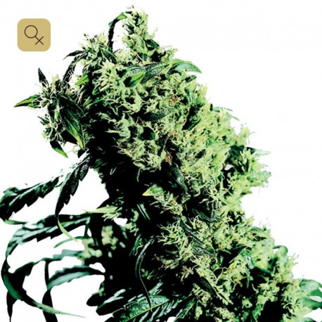 Northern Lights N5 x Haze · Sensi Seeds
