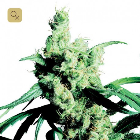 Silver Haze 9 · Sensi Seeds