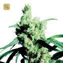 Silver Haze 9