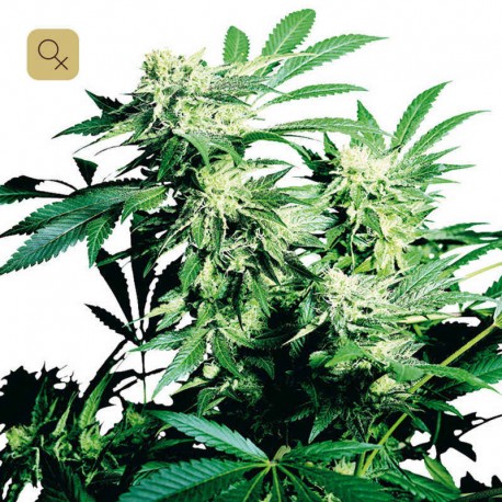 Skunk Kush · Sensi Seeds